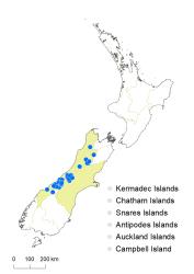 Veronica treadwellii distribution map based on databased records at AK, CHR & WELT.
 Image: K.Boardman © Landcare Research 2022 CC-BY 4.0